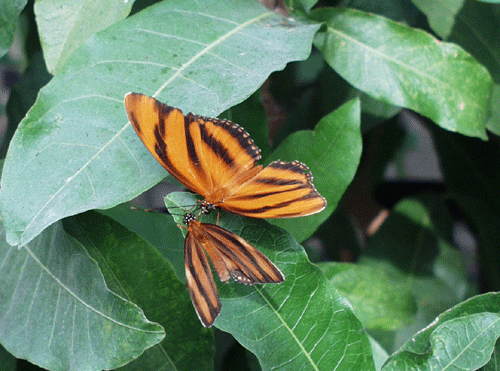 Butterflies at Brookside Gardens