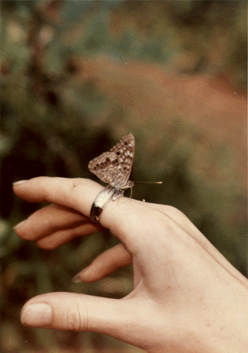 Butterfly on Ring