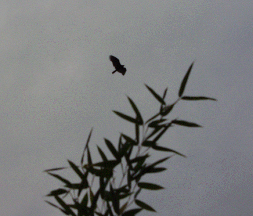 Hawk Over Bamboo