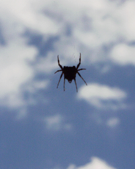 Magritte Spider