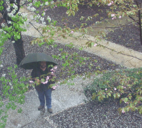 Rainy Day Bob