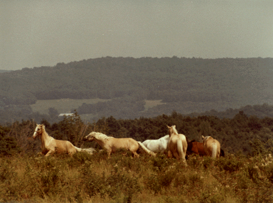 Vermont Horses